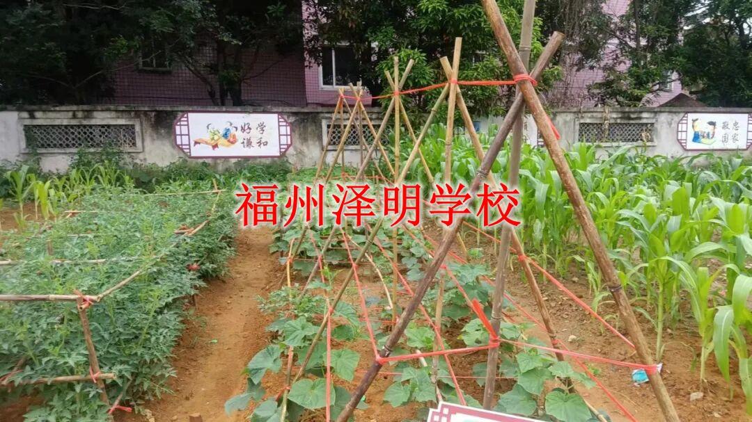 叛逆孩子管教学校哪家靠谱｜福州泽明正规心理育人，温和无伤害不反弹